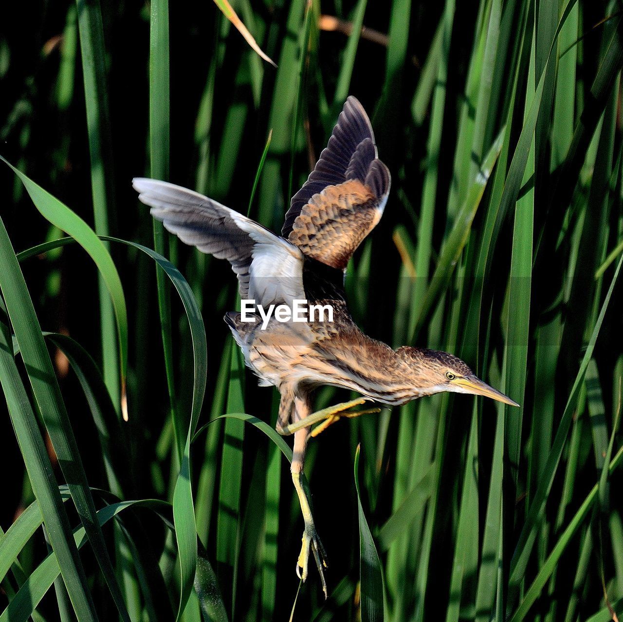 CLOSE-UP OF A BIRD FLYING OVER A LAND