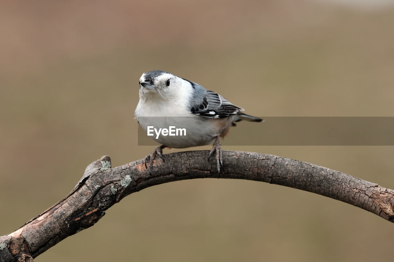 animal themes, animal, animal wildlife, bird, one animal, wildlife, branch, perching, focus on foreground, close-up, beak, full length, tree, songbird, plant, colored background, surface level, nature, sitting, no people, looking at camera, portrait, pattern, sunbeam, side view, day, beauty in nature, selective focus, multi colored, outdoors, copy space, emergence, springtime, bare tree, sunny, meadow, tree trunk, winter, cut out, insect, trunk, grass, plain, green background, white, sunlight, sparrow, fruit tree, house sparrow, standing, food, eating, crop, outdoor pursuit, orange color, activity