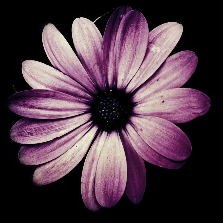 CLOSE-UP OF FLOWERS OVER BLACK BACKGROUND