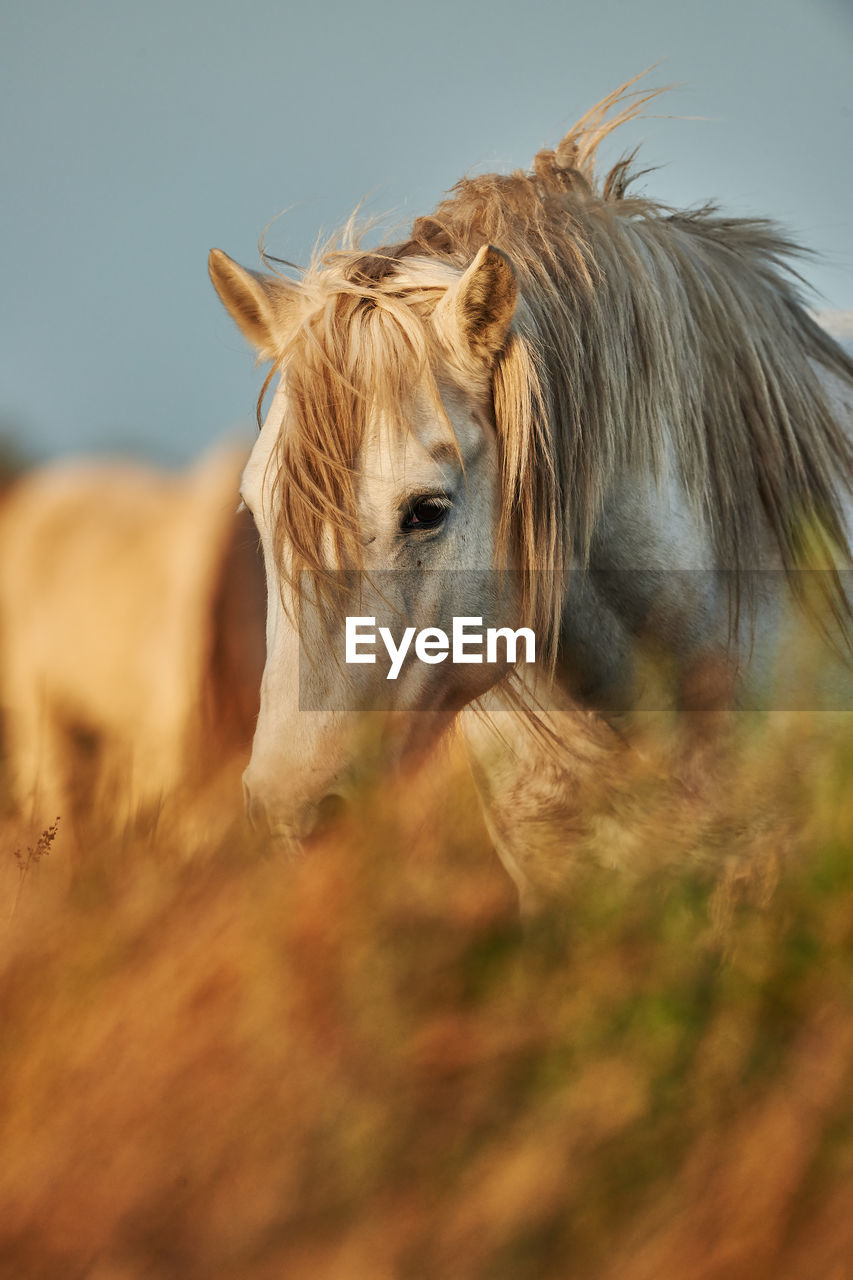 Horse on field during sunset