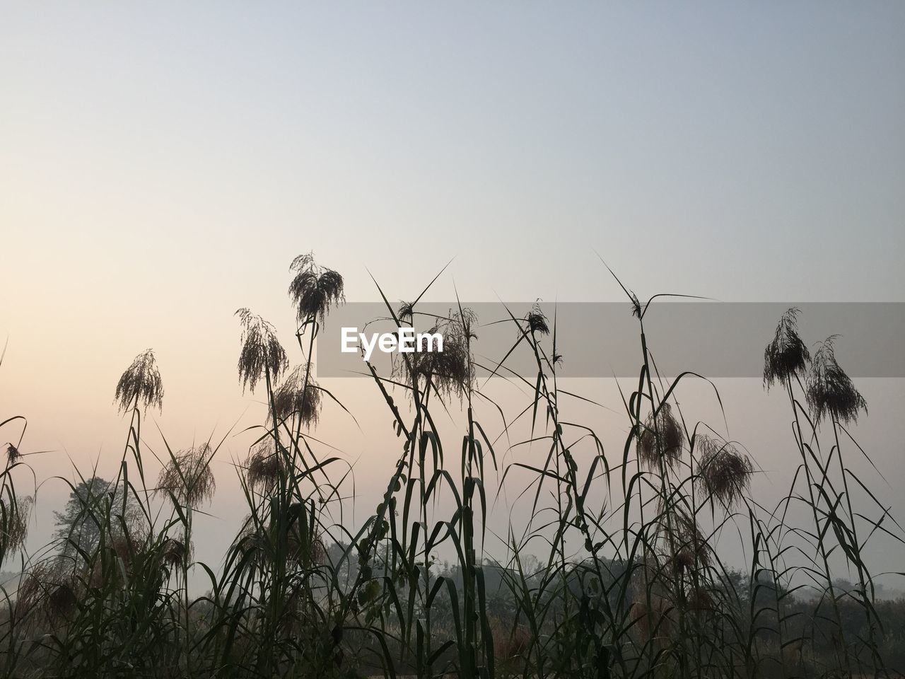 CLOSE-UP OF GRASS AGAINST CLEAR SKY