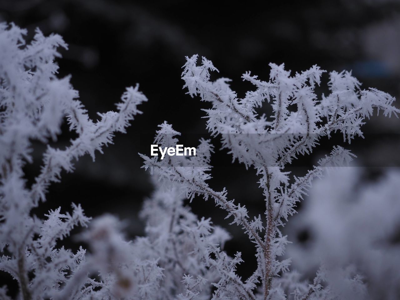 frost, freezing, branch, winter, snow, cold temperature, black and white, nature, monochrome, frozen, plant, snowflake, no people, ice, close-up, leaf, beauty in nature, monochrome photography, tree, macro photography, outdoors, flower, white, focus on foreground, selective focus