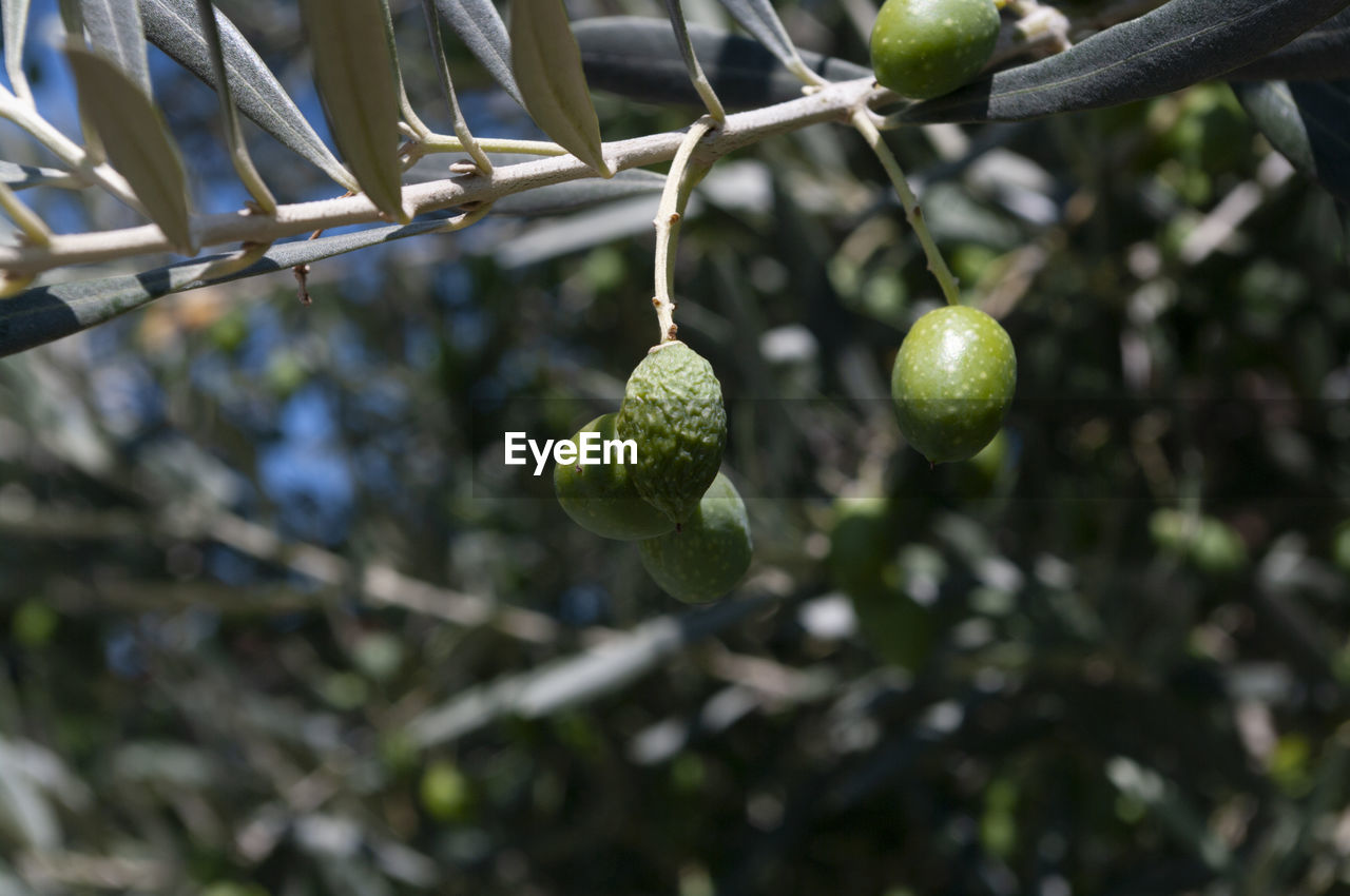 CLOSE-UP OF FRUITS HANGING ON TREE