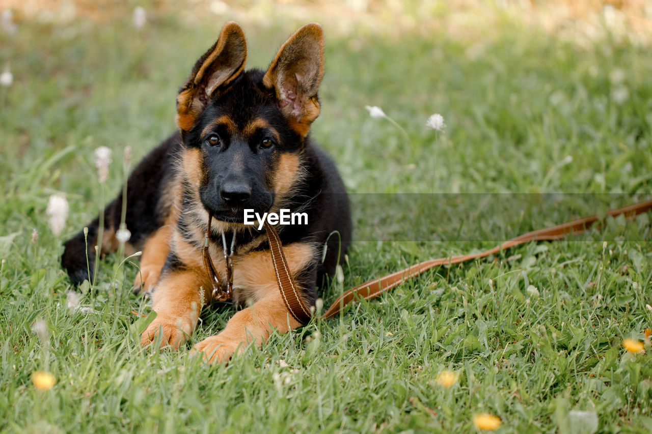 German shepherd puppy dog lying on the grass in the park