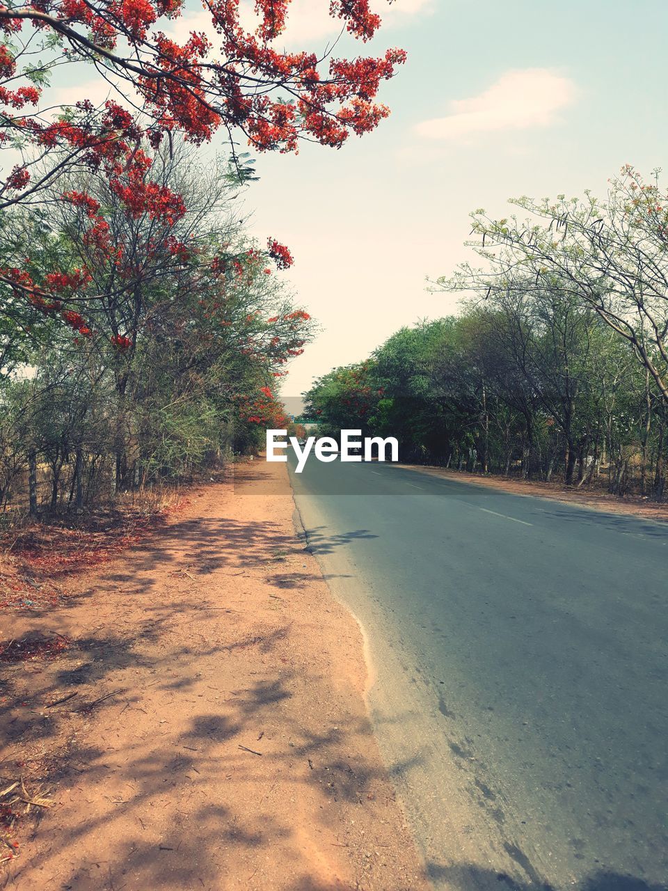 VIEW OF TREES BY ROAD AGAINST SKY