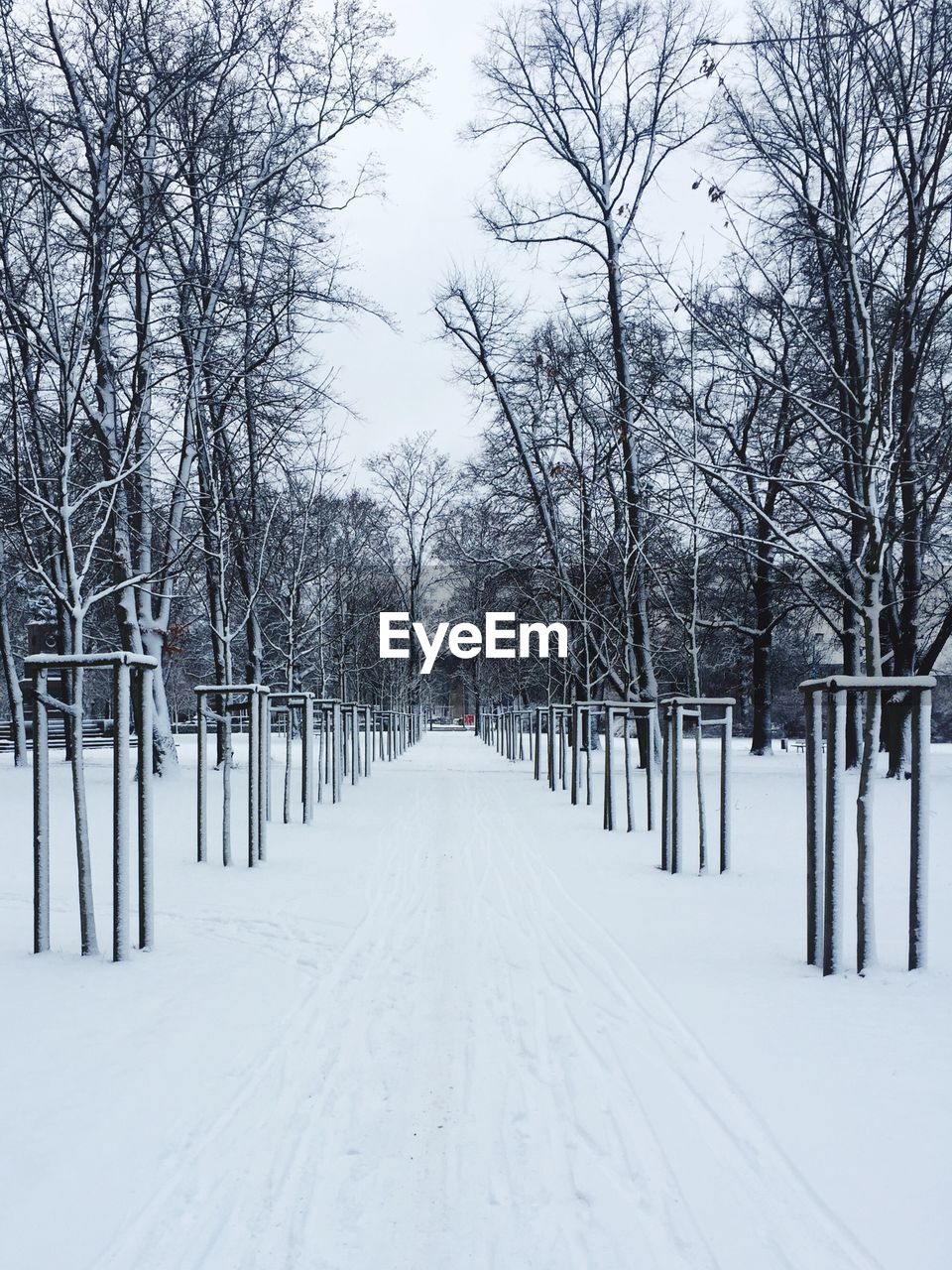 TREES ON SNOW COVERED LANDSCAPE