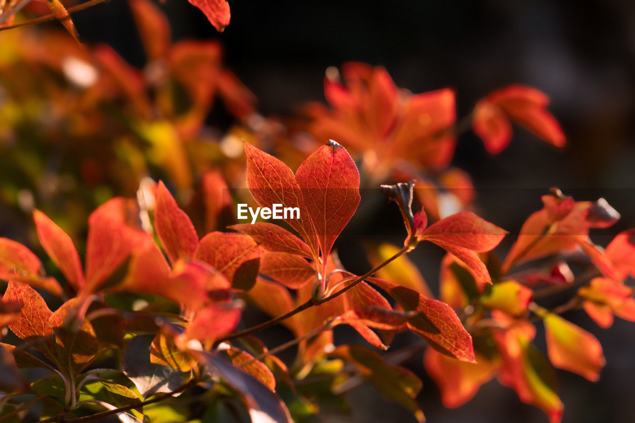 plant, leaf, red, beauty in nature, plant part, nature, flower, autumn, macro photography, tree, branch, no people, petal, close-up, outdoors, multi colored, orange color, flowering plant, environment, freshness, land, landscape, sunlight, growth, focus on foreground, yellow, vibrant color, shrub