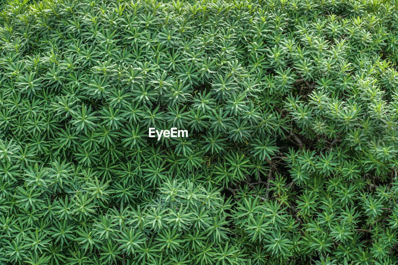 Full frame shot of grass