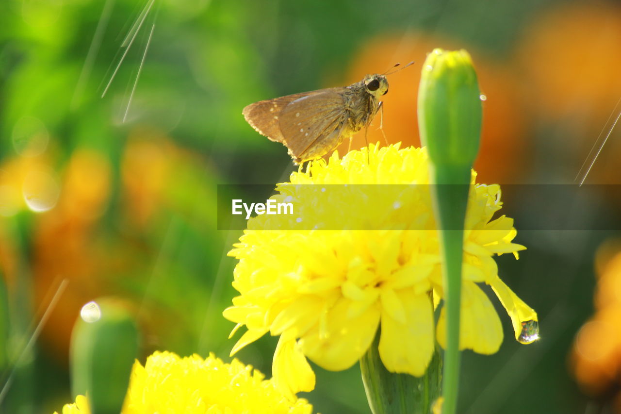 CLOSE-UP OF BUTTERFLY ON YELLOW FLOWER