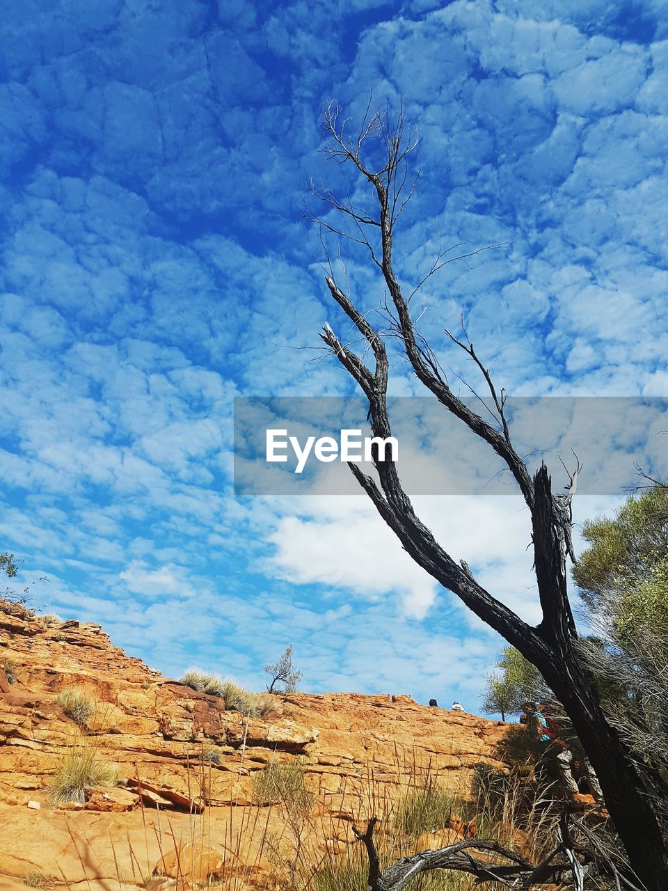 Low angle view of bare tree by rock formation against blue sky