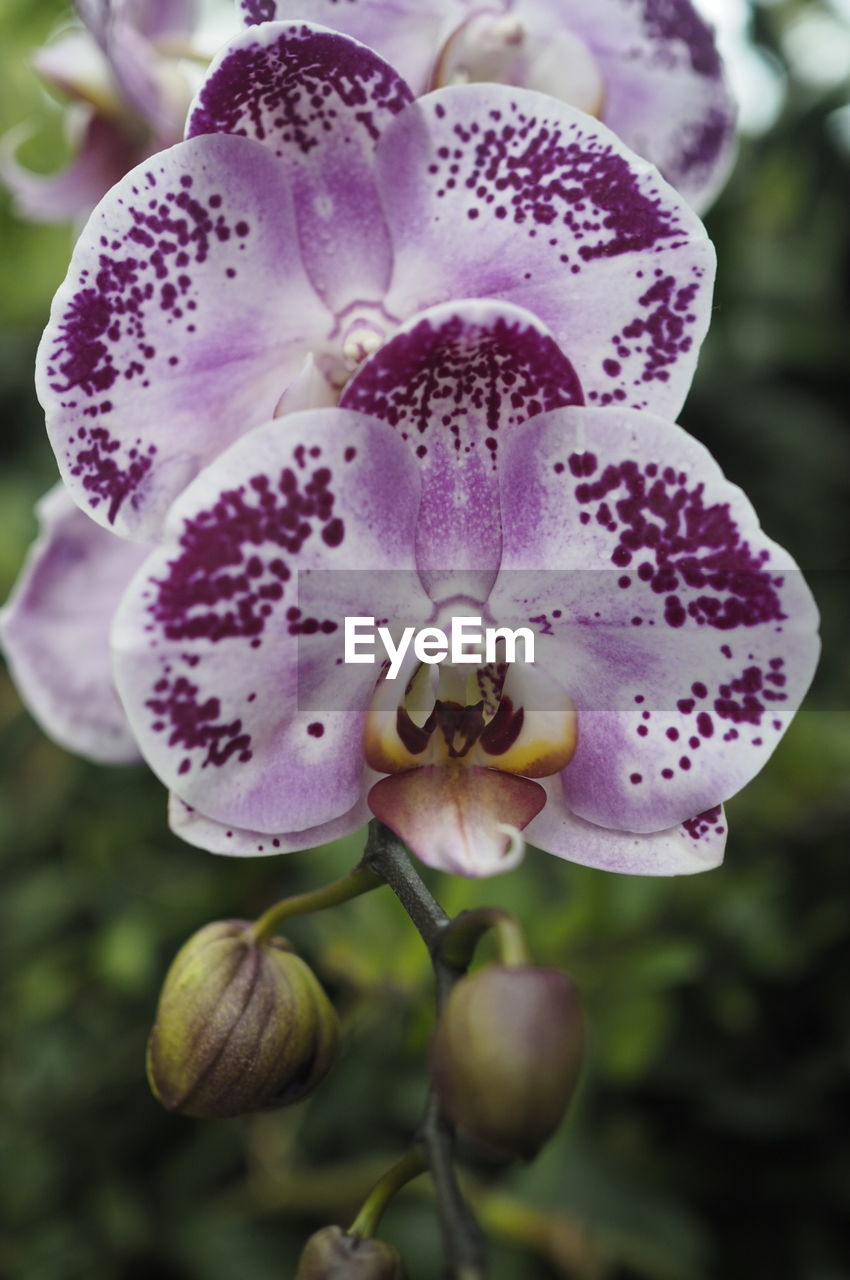 CLOSE-UP OF PURPLE ORCHID FLOWERS