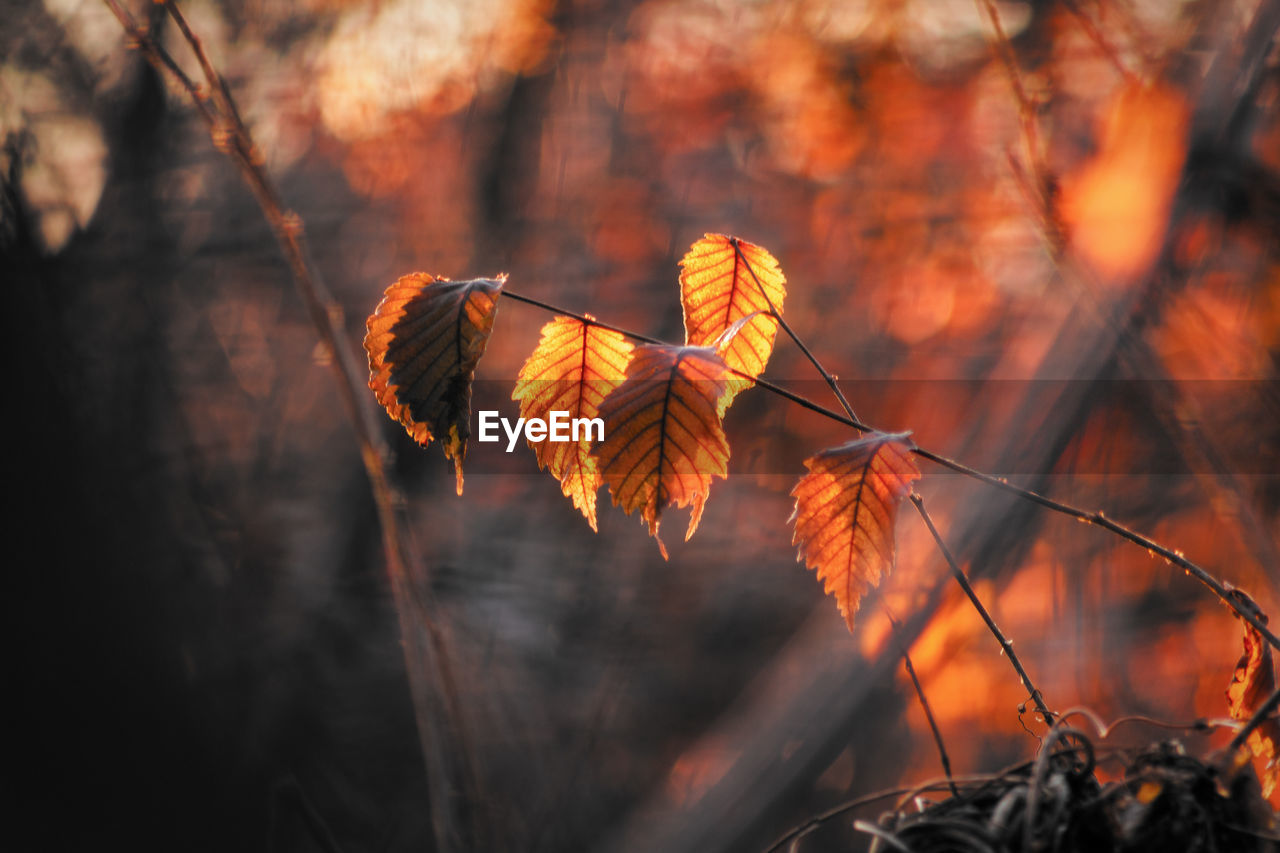 Close-up of orange maple leaves on tree