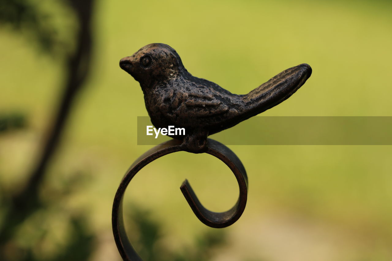 CLOSE-UP OF BIRD PERCHING ON METAL