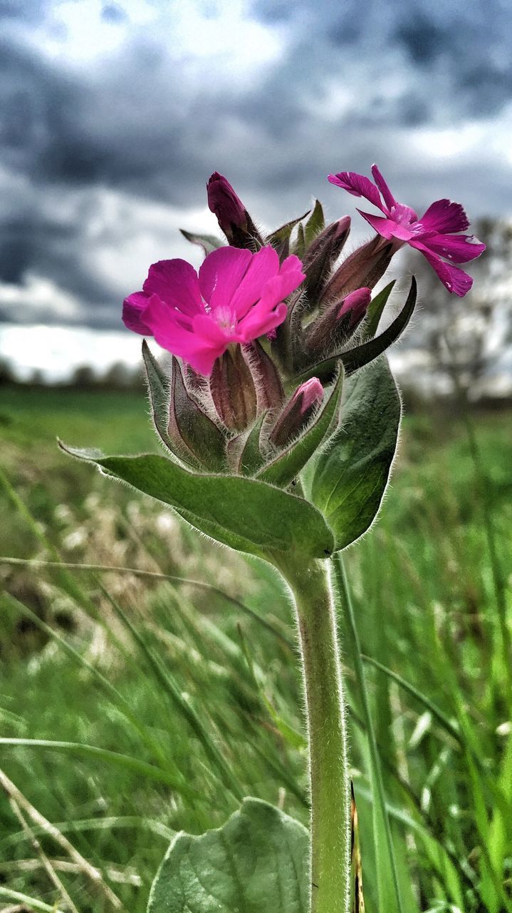 Close-up of pink wildflowers