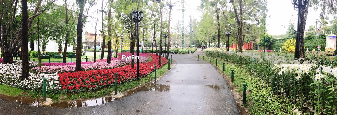 PANORAMIC VIEW OF PLANTS AND TREES IN PARK