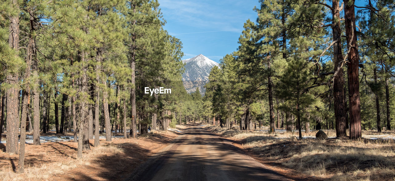 Panoramic view of trees in forest against sky