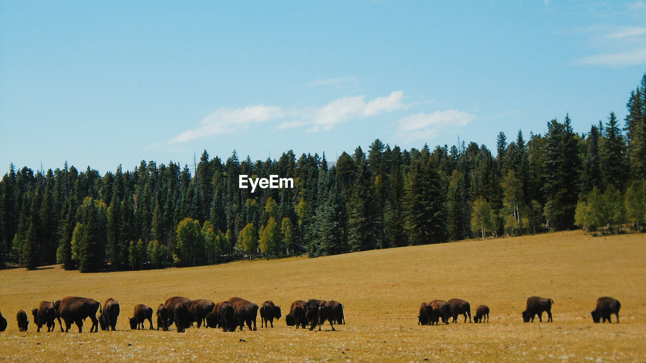 Bison grazing in field