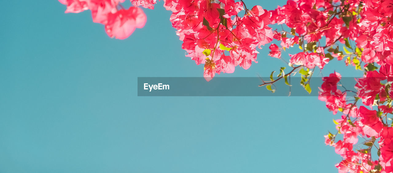 low angle view of pink flowering plant against blue sky