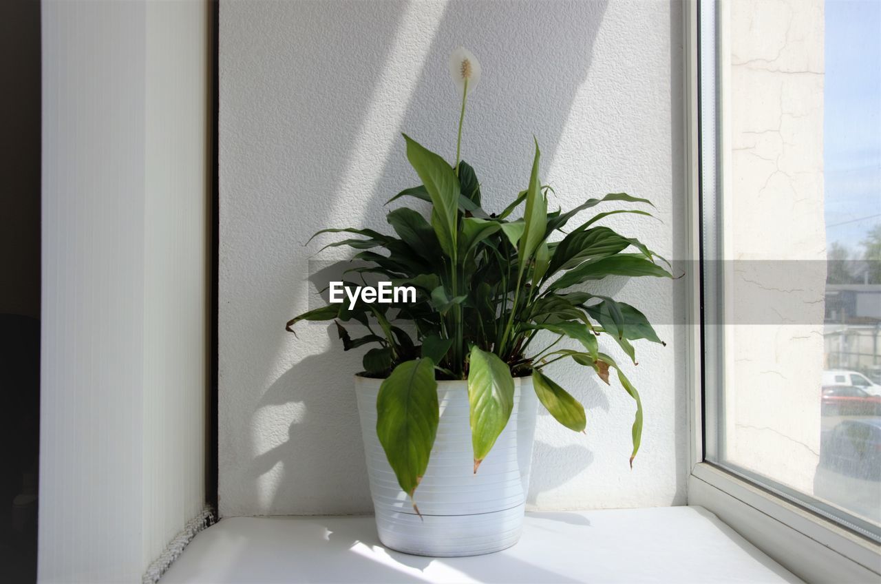 The spathiphyllum plant is like a potted houseplant. houseplants on the windowsill