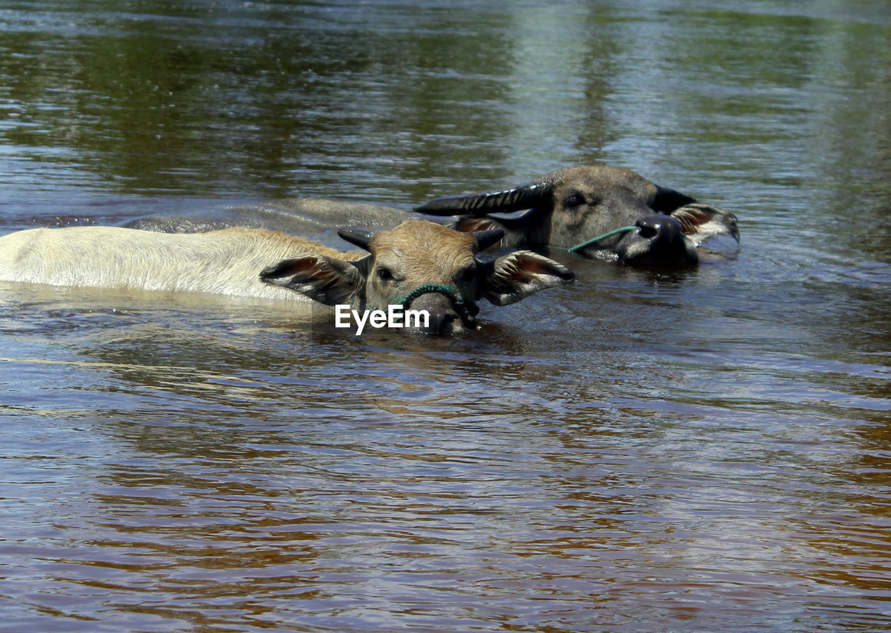 Buffaloes in a lake