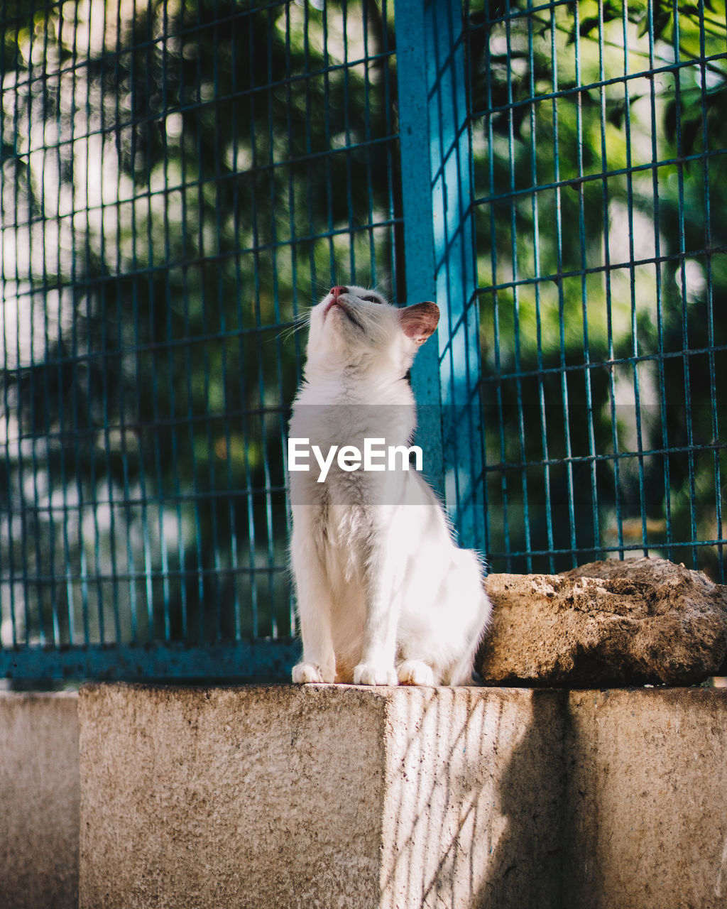 Cat sitting in a fence