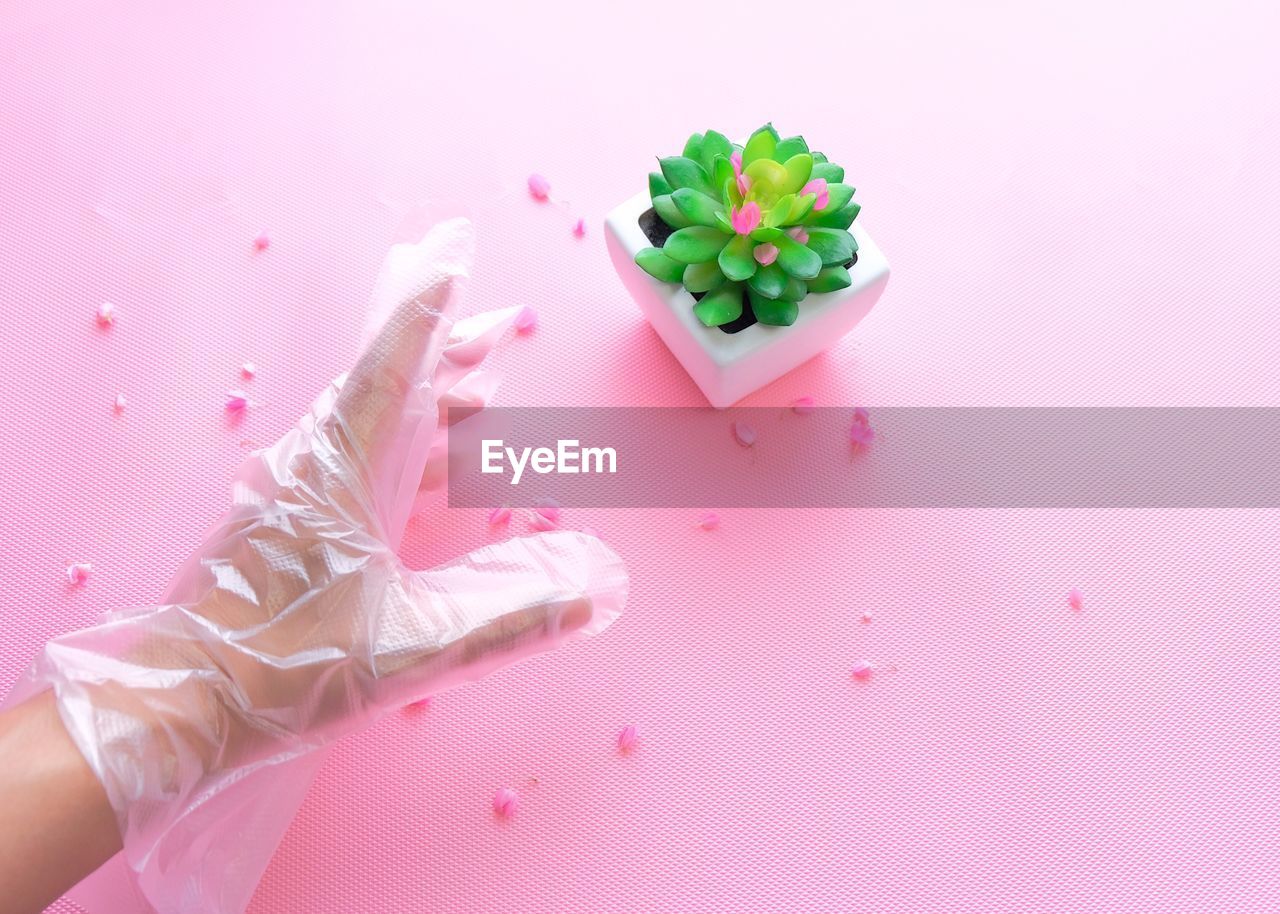 Cropped hand of person wearing plastic glove reaching for succulent plant on table