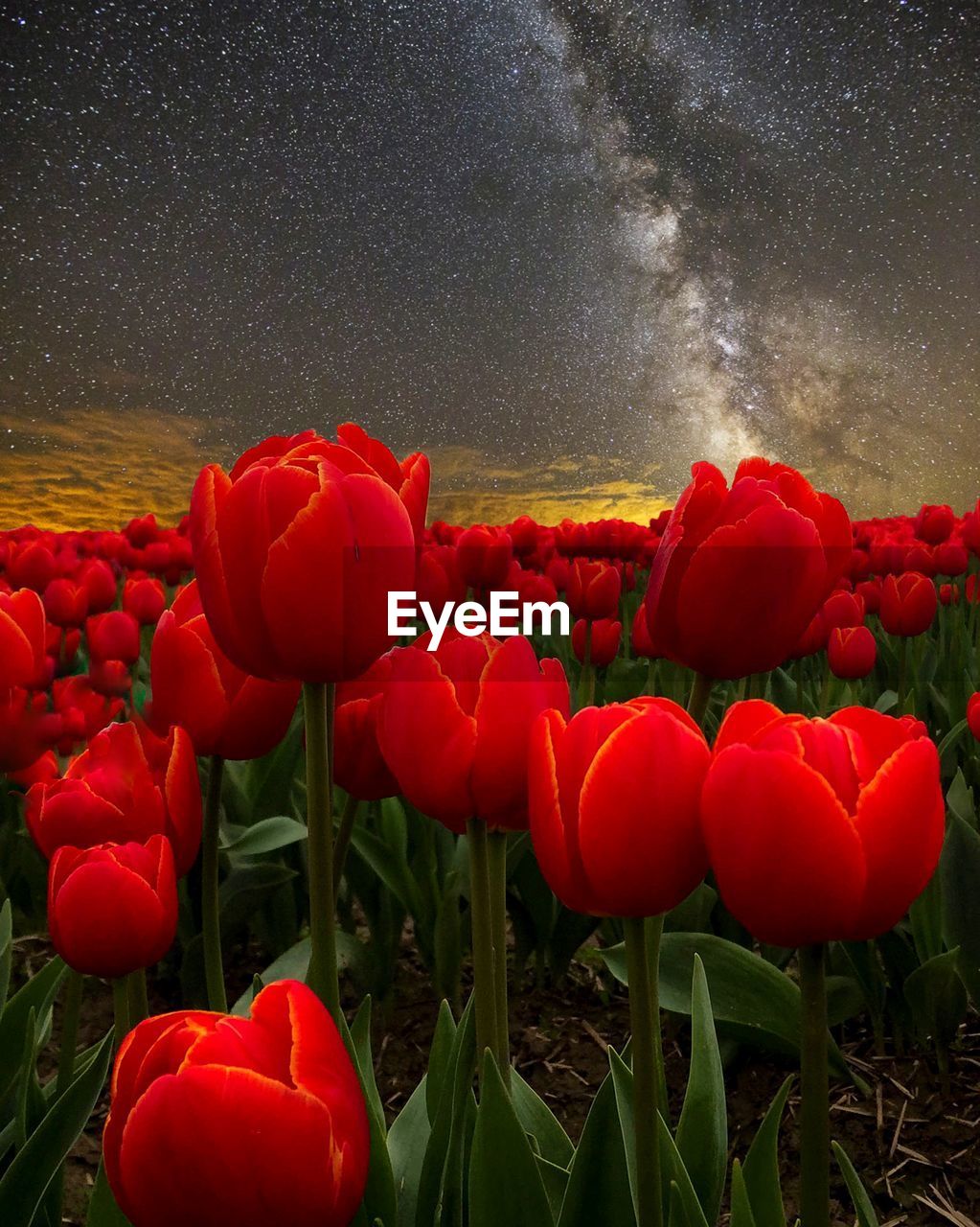 CLOSE-UP OF RED TULIPS IN FIELD