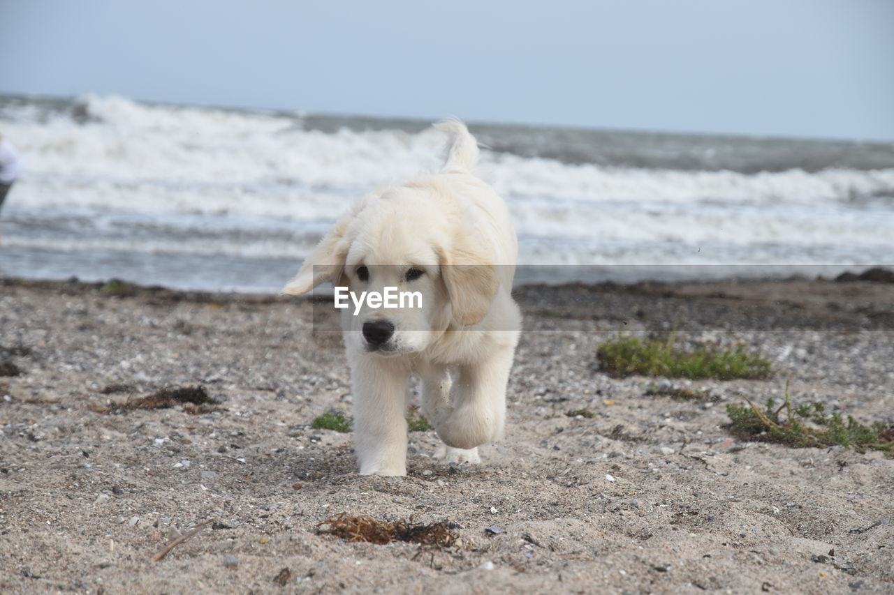 DOG STANDING AT BEACH