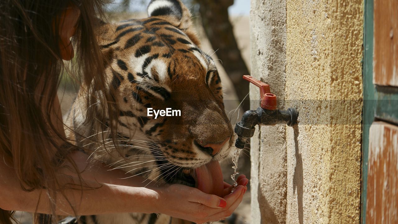 Woman feeding water to tiger