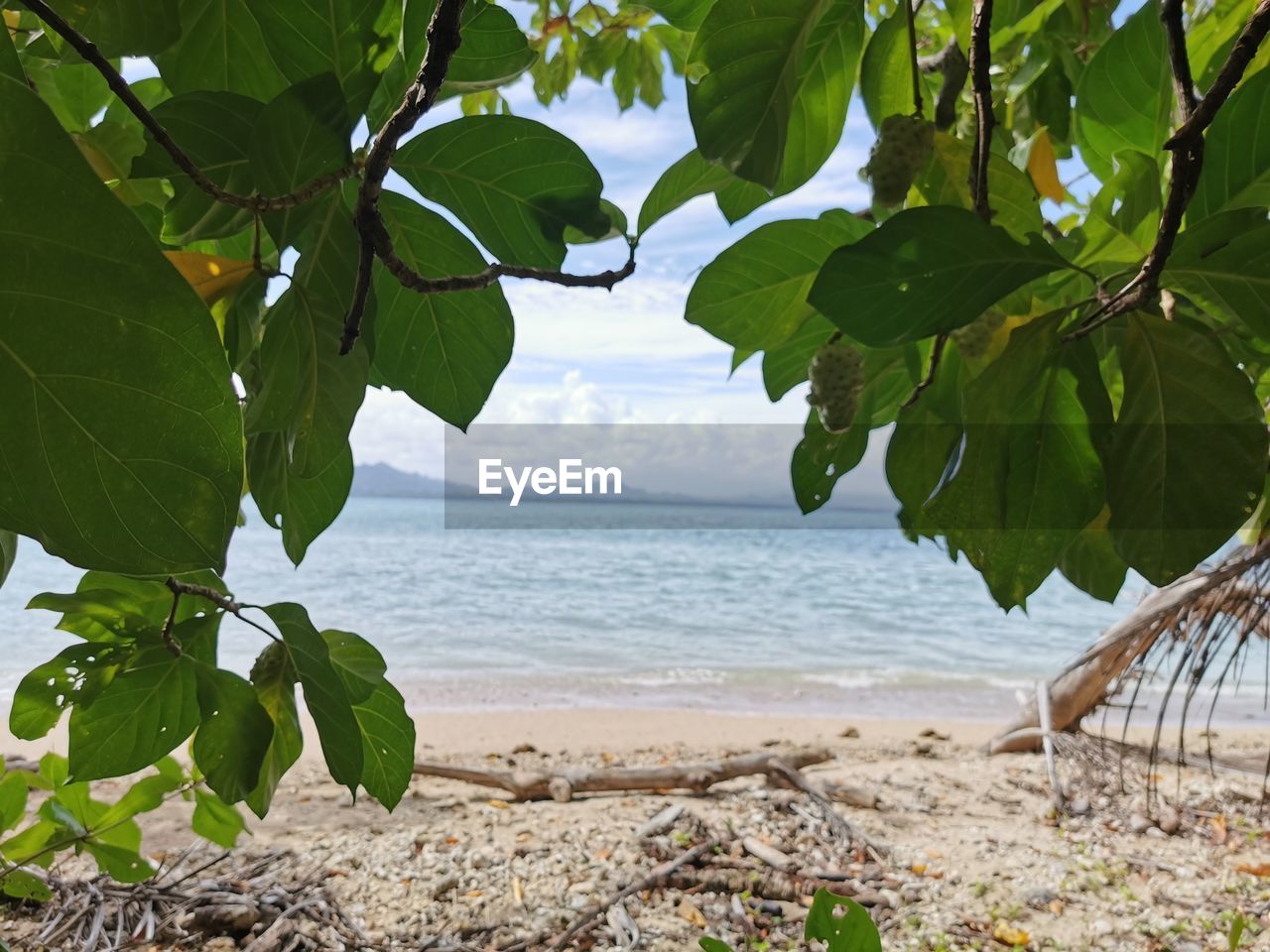 PLANT GROWING ON BEACH