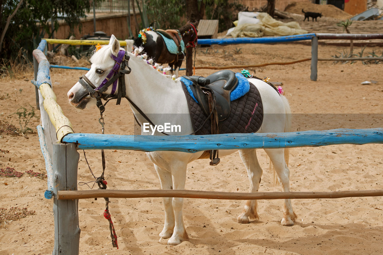 Photo of a white pony in a stable