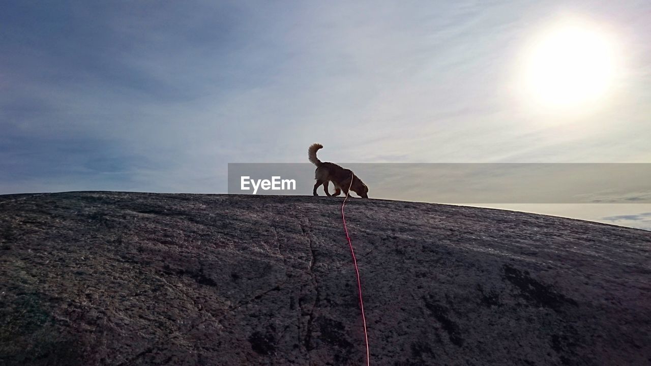 Low angle view of dog on hill against sky