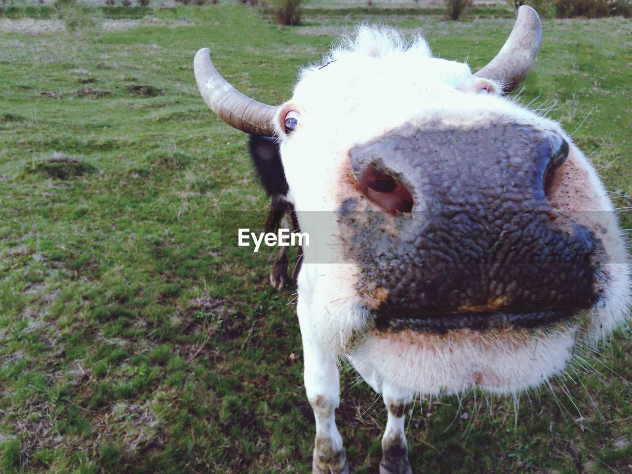 PORTRAIT OF COWS ON FIELD