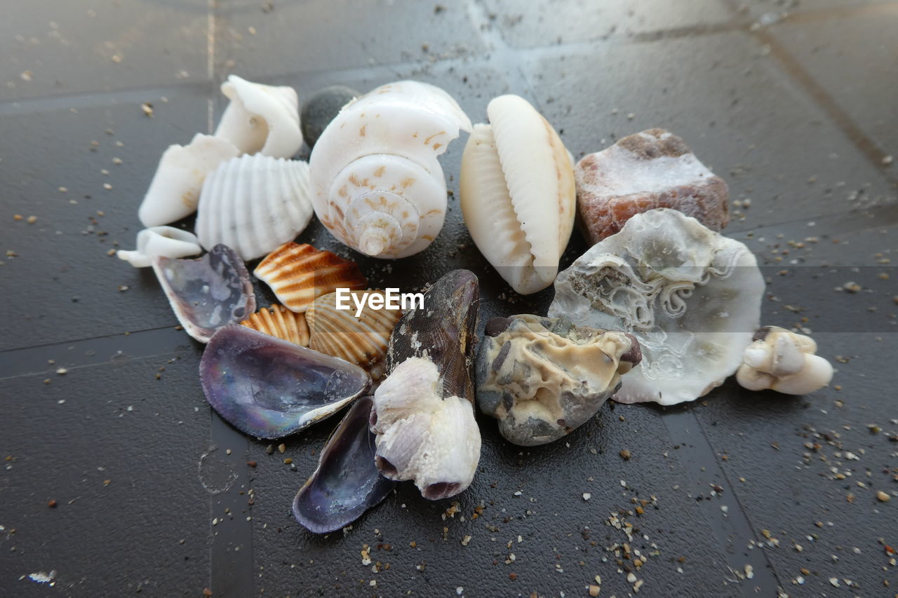 HIGH ANGLE VIEW OF SHELLS IN PLATE