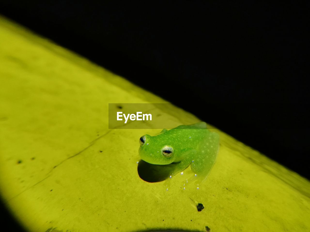 CLOSE-UP OF GREEN INSECT ON YELLOW LEAF