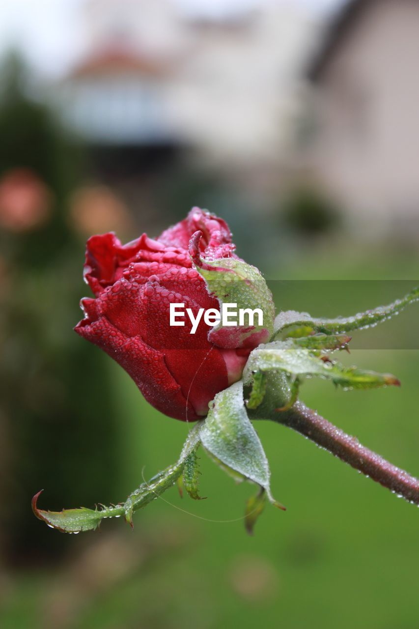 Close-up of red rose