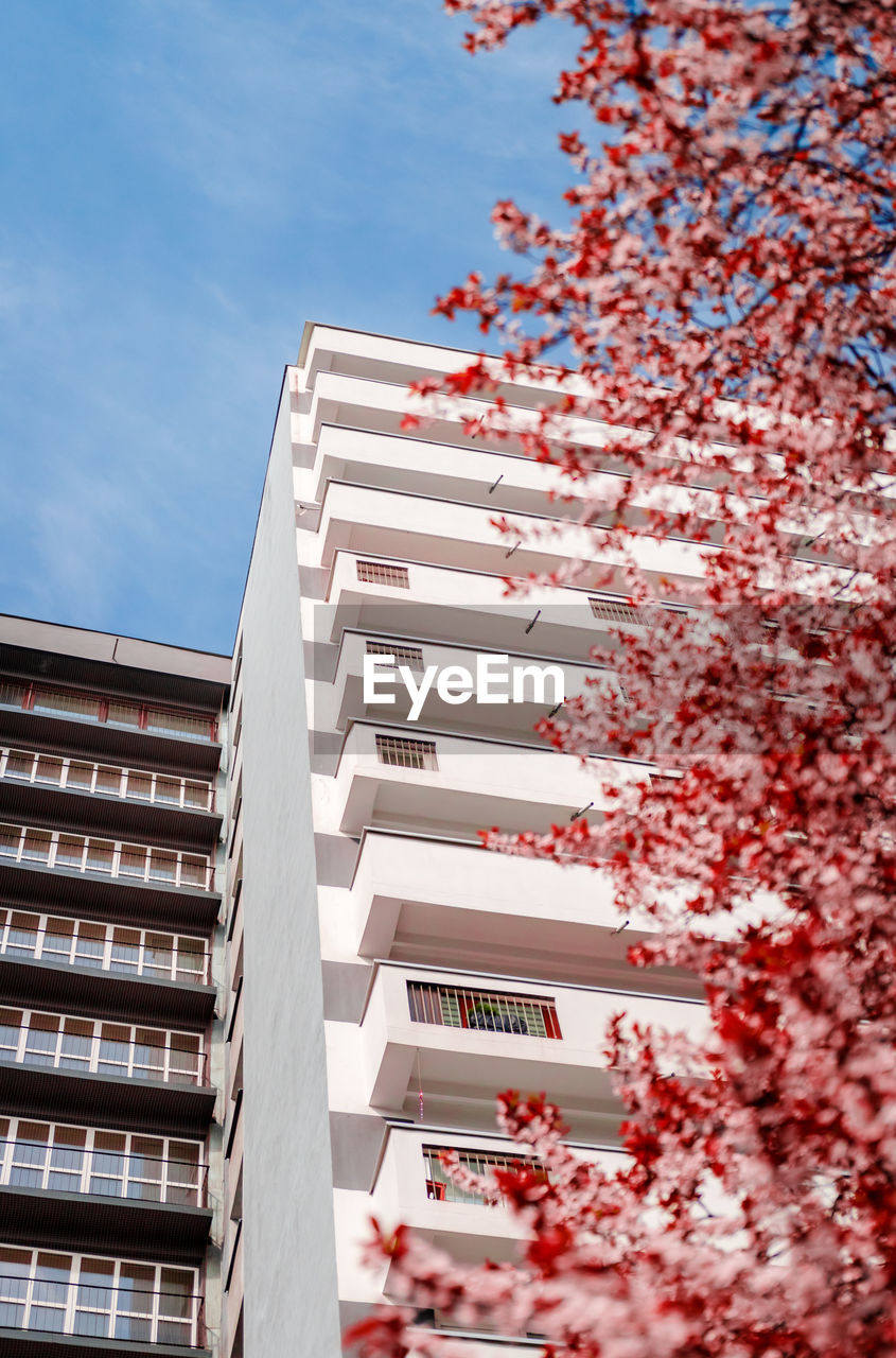 Apartment house in  district on katowice, silesia,  seen through pink flowers of blooming trees .