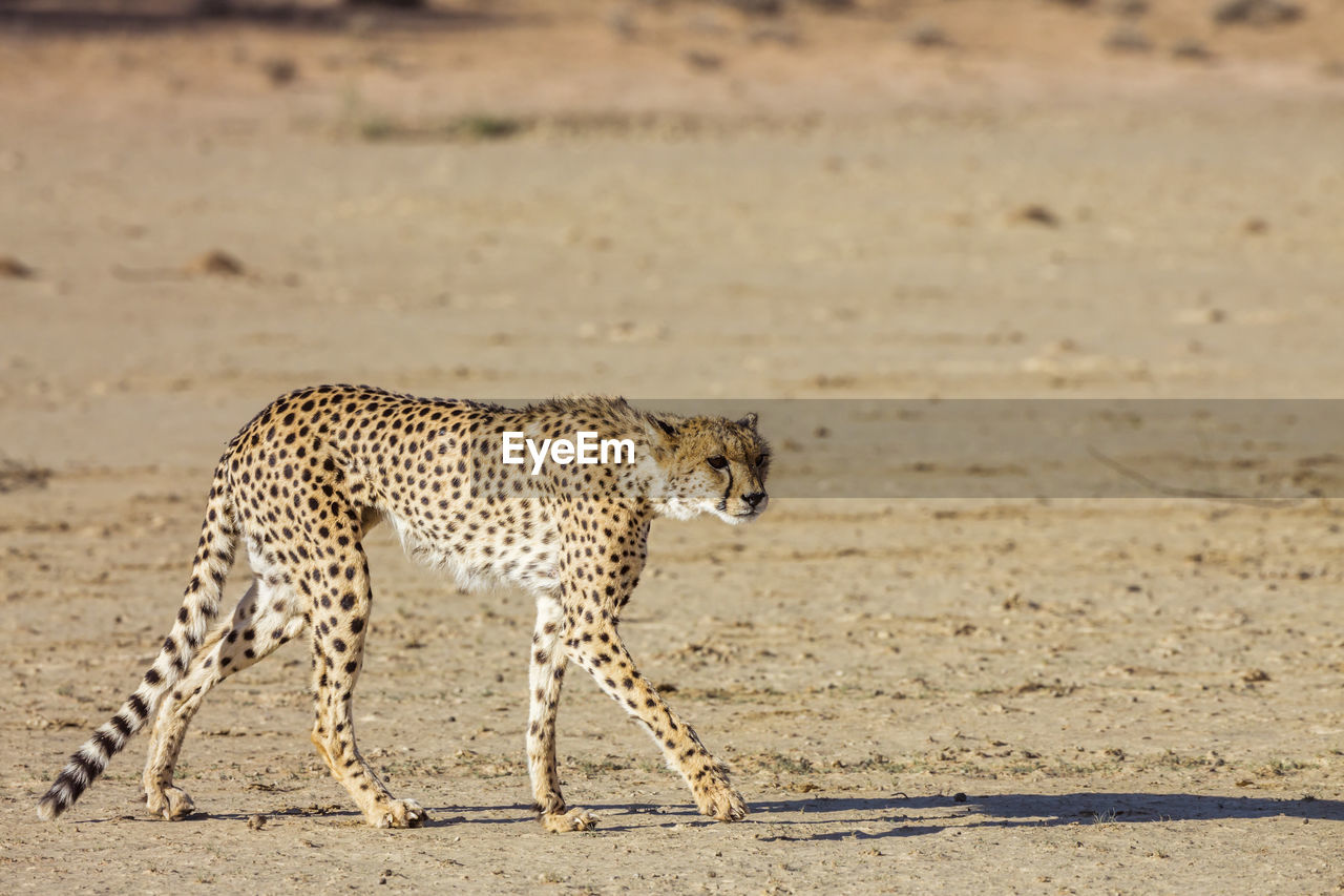 VIEW OF A CAT ON GROUND