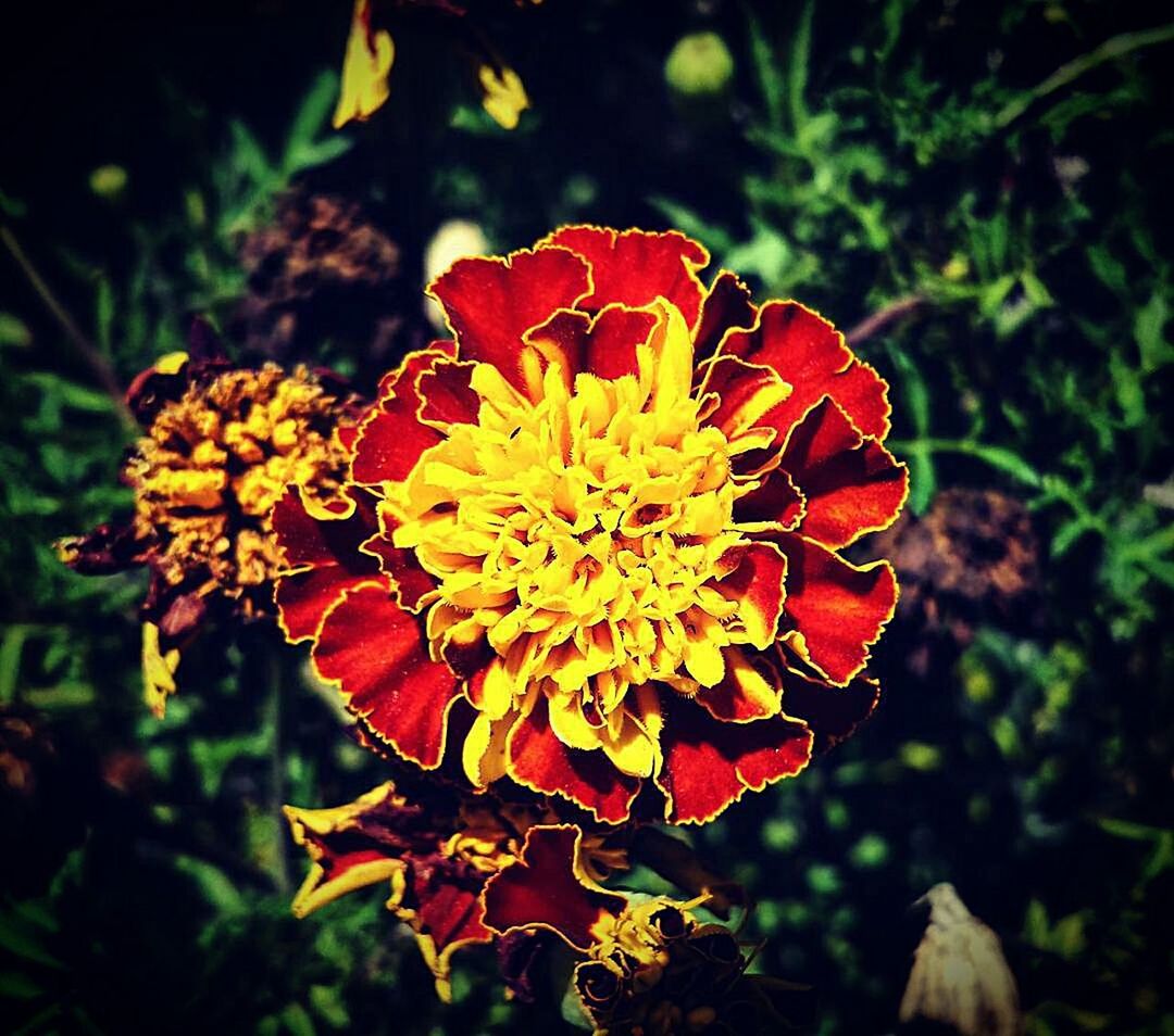CLOSE-UP OF RED ROSE