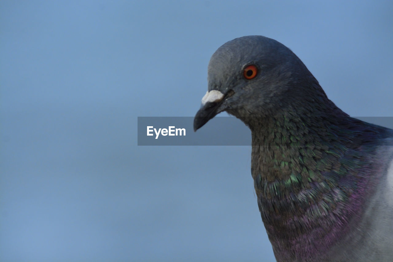 bird, animal themes, animal, stock dove, animal wildlife, one animal, wildlife, pigeons and doves, beak, nature, close-up, animal body part, no people, blue, day, sky, outdoors, dove - bird, pigeon