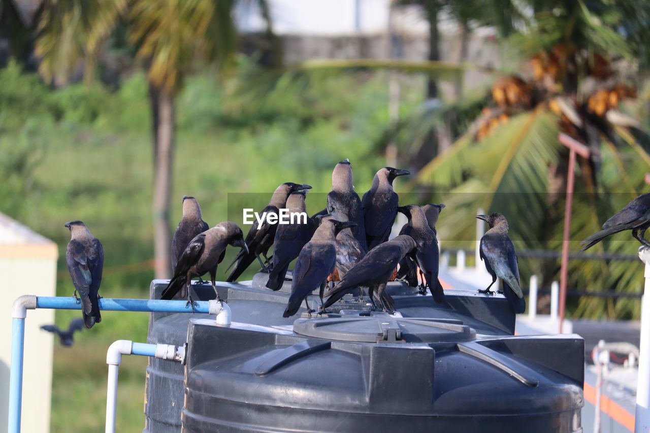 PIGEONS PERCHING ON METAL