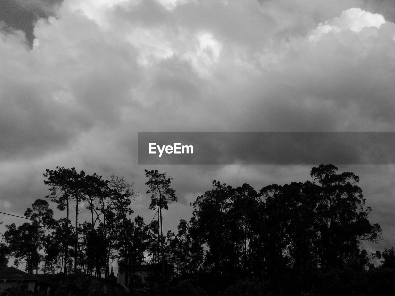 LOW ANGLE VIEW OF PALM TREES AGAINST CLOUDY SKY