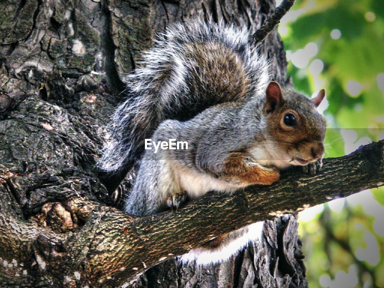 Low angle view of squirrel on branch