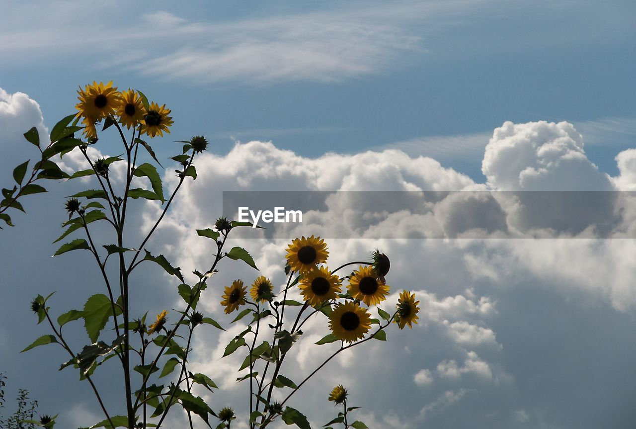 LOW ANGLE VIEW OF YELLOW FLOWERING PLANTS AGAINST SKY