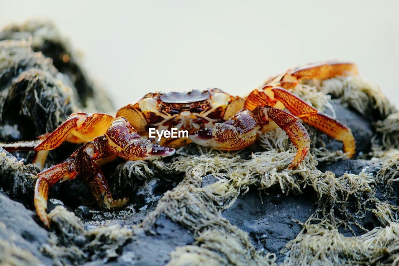 CLOSE-UP OF CRAB AT BEACH