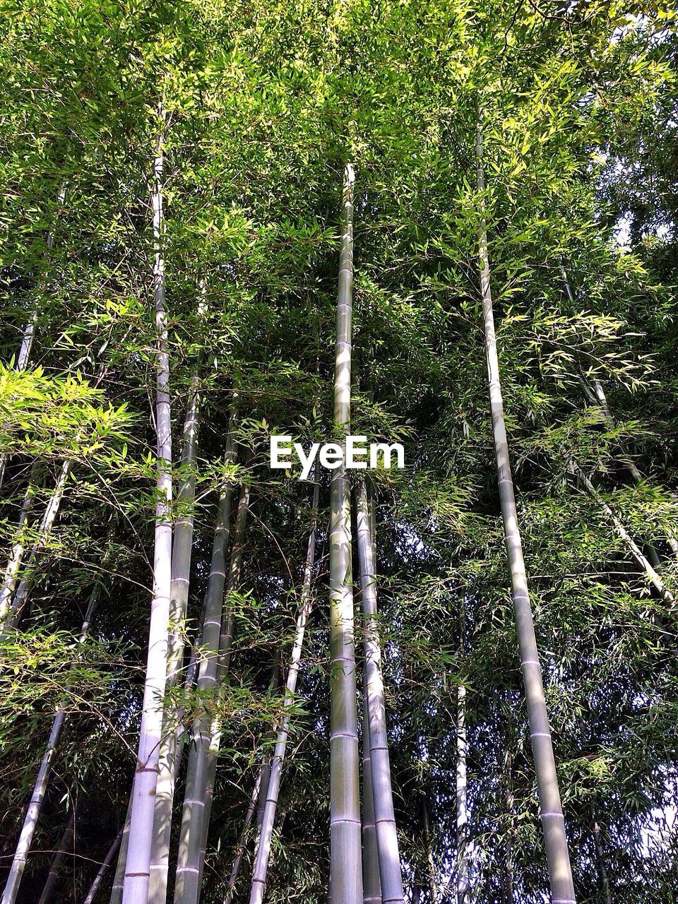LOW ANGLE VIEW OF TREES
