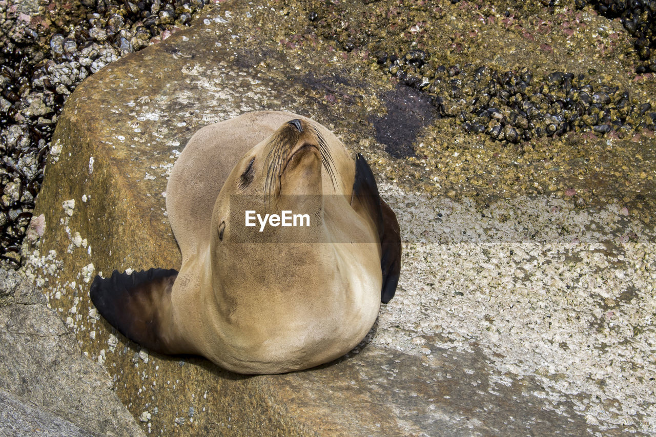 HIGH ANGLE VIEW OF SEA LION ON ROCKS