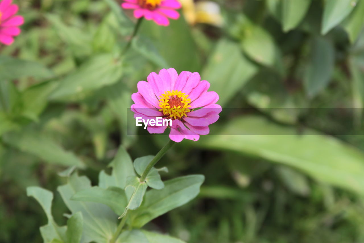 Close-up of pink flowering plant