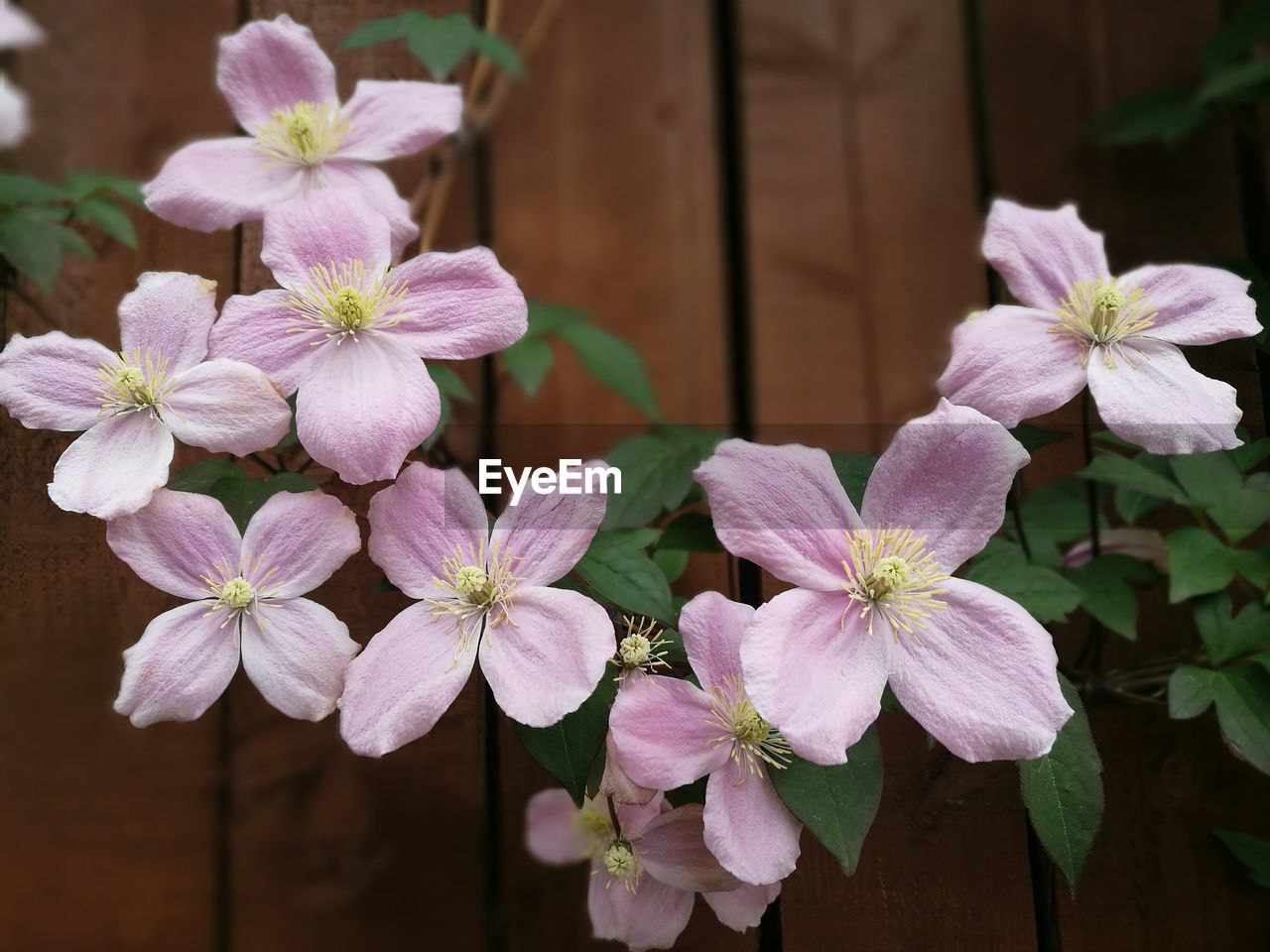 CLOSE-UP OF FLOWERS