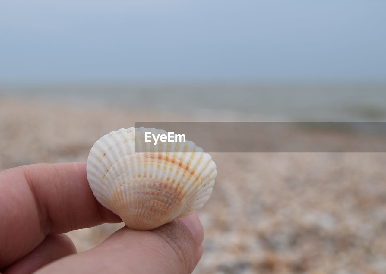 Cropped hand holding seashell at beach